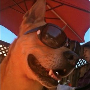 Meet your Posher, Zoomie